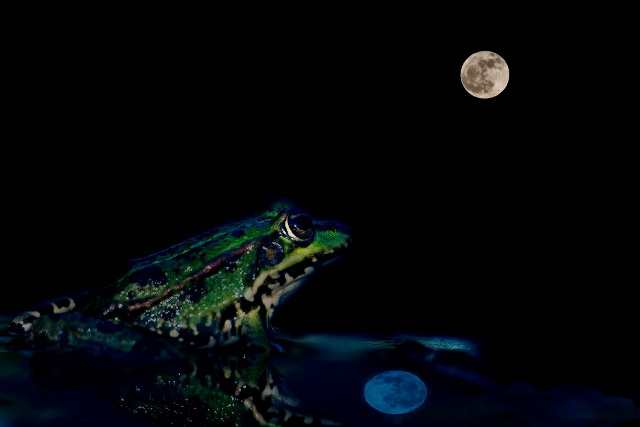 Resultado de imagen de rana y la luna