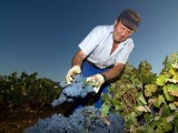 Más de dos millones de euros para la reestructuración de viñedos