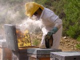Los socialistas jumillanos apoyan la iniciativa de declarar a las abejas patrimonio inmaterial de la humanidad