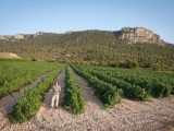 Los vinos de Carchelo, entre los mejores de España en Estados Unidos