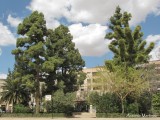 IU-Verdes propone medidas de protección y conservación para los árboles monumentales de Jumilla