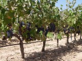 Murcia participa en un proyecto nacional para la obtención de la ‘huella dactilar’ del vino