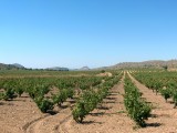 Agricultura investiga para ahorrar agua sin bajar la calidad de la uva y el vino