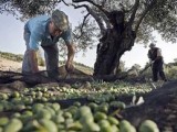 ASAJA, COAG y UPA reclaman a Arias Cañete medidas fiscales y financieras para los olivareros