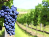 Los vinos de Murcia reivindican en EEUU la calidad de la uva Monastrell