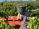 Los agricultores denuncian que no cubren los costes de producción de la uva y el sector se encuentra en crisis
