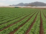 Murcia: el 5,8% de la agricultura del país solo se lleva el 1,3% de la PAC