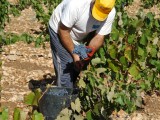 Jumilla cierra la vendimia 2014/2015 con cerca de 79 millones de kilos de uva