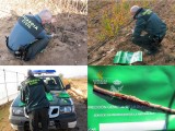 La Guardia Civil descubre una finca clandestina plantada con variedades frutales protegidas en Jumilla
