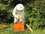 Ganaderos y apicultores podrán solicitar ayudas para que les sea más fácil acceder a líneas de financiación
