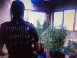 La Policía Local interviene tres kilos de marihuana en una plantación casera