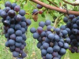 La guerra del precio de la uva