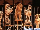 El Ayuntamiento prohibirá la instalación en Jumilla de circos con animales salvajes
