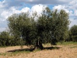 Agricultura estudia los olivos de Jumilla para buscar el mejor aceite