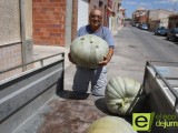 Un agricultor recolecta ocho calabazas gigantes en Las Encebras