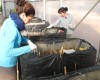 La UPCT crea humedales artificiales para sanear el Mar Menor