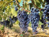 Agricultura autorizará 5.000 nuevas hectáreas de viñedo