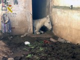 La Guardia Civil investiga a una vecina de la localidad por la muerte de dos caballos por inanición.