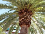 Las palmeras recibirán tratamiento contra el picudo rojo los días 20 y 21 de marzo