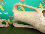 La Guardia Civil recupera cerca de 23.000 piezas de origen arqueológico y paleontológico