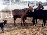 ACRIMUR y Genética Española exportan semen de cabra Murciano-Granadina a República Dominicana