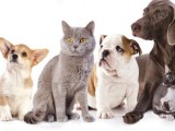 Cuatro Patas Jumilla y la organización alemana PfotenNot e.V. pagarán el 50% del precio de las castraciones de perros y gatos durante un mes