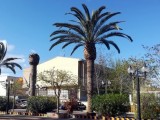 IU- Verdes denuncia el estado de algunas palmeras del Paseo Poeta Lorenzo Guardiola debido a la mala gestión del Ayuntamiento con la plaga del picudo rojo