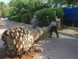 Comienzan los trabajos de reposición de las palmeras del Paseo Poeta Lorenzo Guardiola