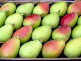 Cerca de un millón de kilos de peras de Jumilla se etiquetarán con el sello de Denominación de Origen Protegida este año
