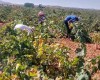 Los agricultores se muestran indignados por el bajo precio de la uva “así no se puede trabajar”. Convocan a una reunión el próximo lunes