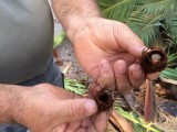 Se está aplicando un nuevo tratamiento a las palmeras de Jumilla para combatir la plaga del picudo rojo