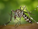 Salubridad pide precaución para evitar la aparición de mosquitos tigre en el Cementerio