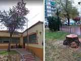 IU-Verdes lamenta la tala de otro árbol de gran envergadura de la zona del Mercado de Abastos