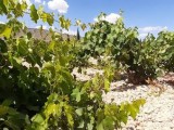 COAG anuncia que el tirón exportador, la sequía y el aumento del consumo dibujan un horizonte de precios al alza en uva de vinificación