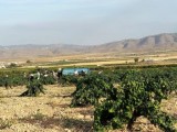 Más de 1800 viticultores inician la recolección del fruto de la vid en la D.O.P. Jumilla