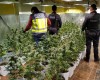 Operación Arcángel. La Policía requisa 400 plantas de marihuana en Jumilla