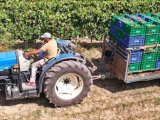 Un precio de la uva “por debajo de los costes de producción” enfrenta a viticultores y bodegas
