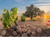 El pleno del Consejo Regulador de la  DOP Jumilla acuerda la reducción y eliminación  de cuotas a viticultores