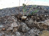 Ciudadanos Jumilla denuncia el deterioro que puede sufrir el Casón por el escaso mantenimiento al dejar crecer arbustos en el techo