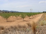COAG: “Los agricultores murcianos han sido discriminados y especialmente el altiplano, de las ayudas por la sequía”