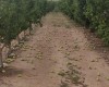 Los fuertes vientos arrasan con más de un millón de kilos de pera en Jumilla